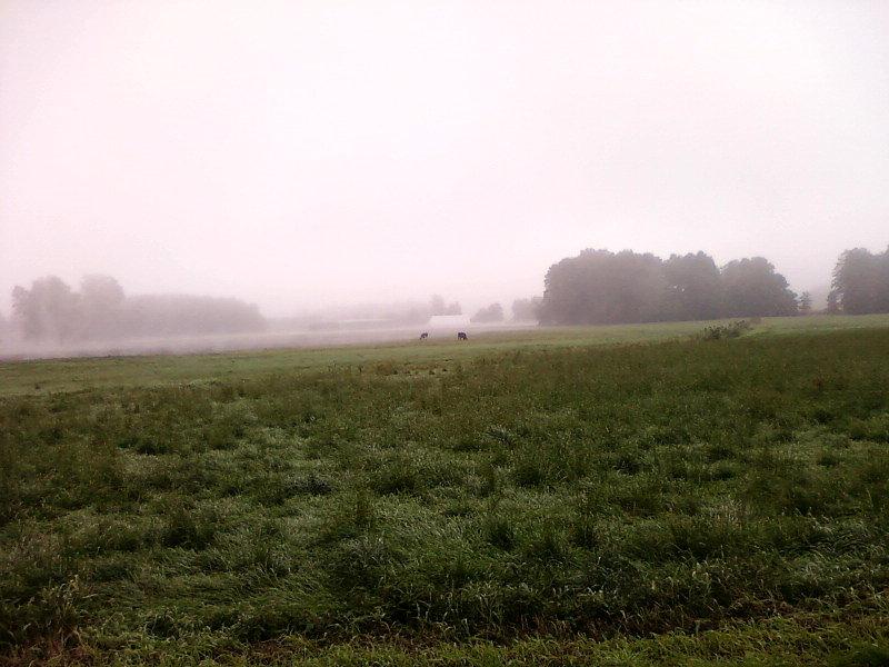 Mgły nad polami