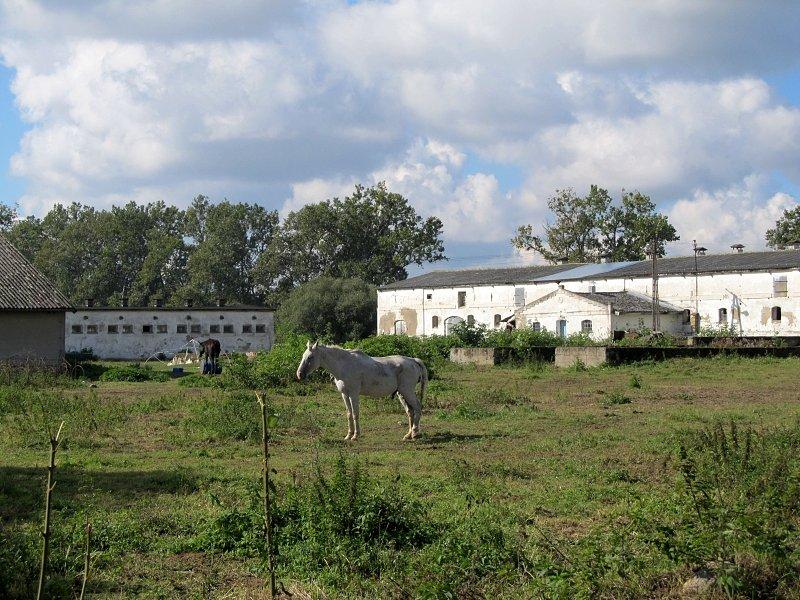 Stara, poczciwa szkapa w Stawianach