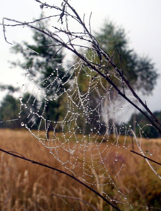 Rosa na pajęczynie