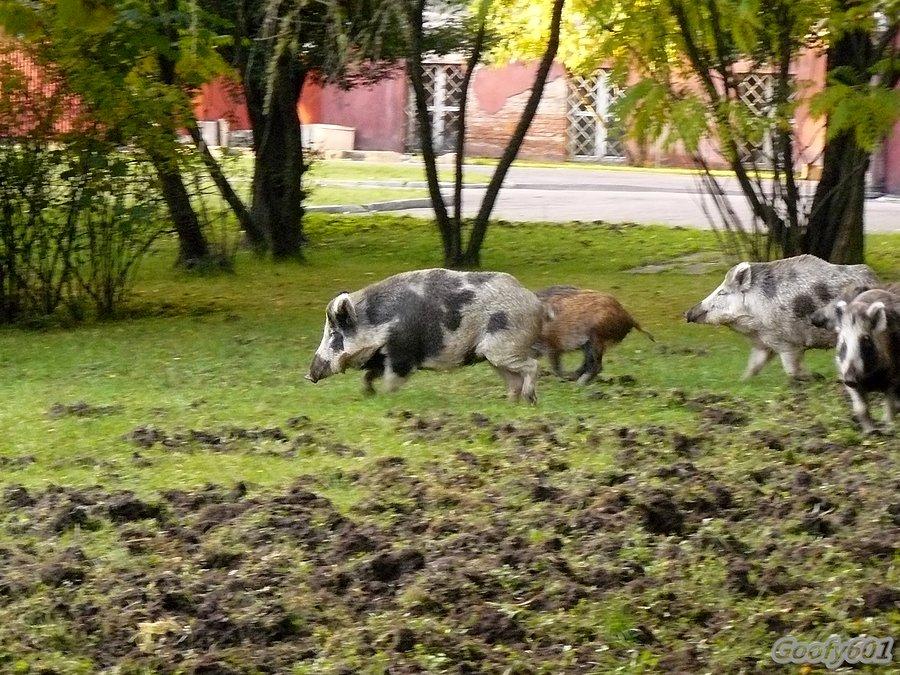 Dziki-szkodniki ;)