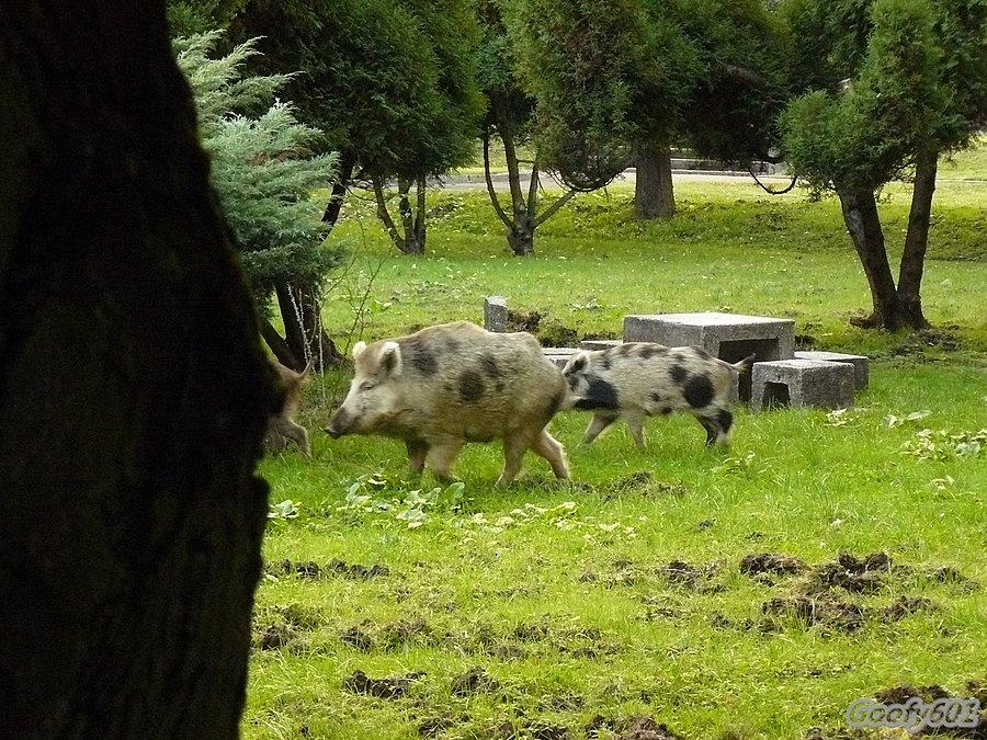 Czy tylko mi się wydaje, czy uśmiechają się drwiąco? :P