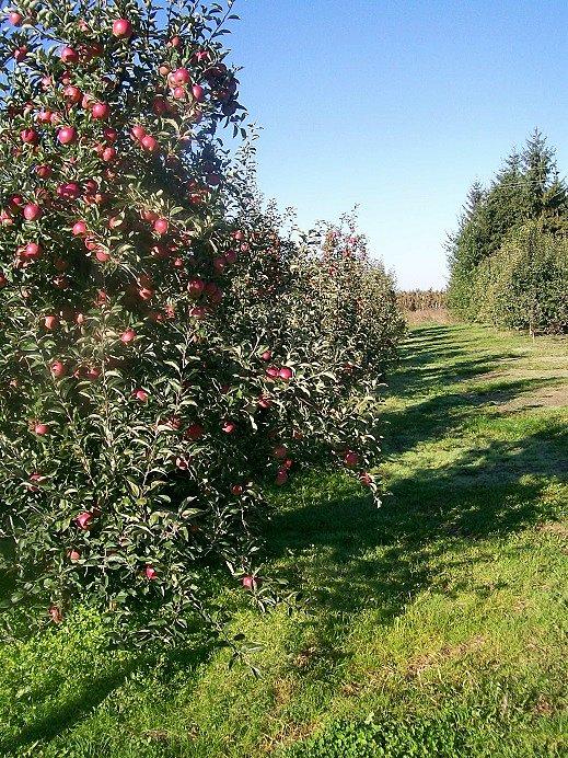 Jabłonie okraszone dojrzałymi owocami- dla sadowników nastała pora żniw