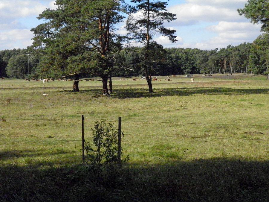 Na pastwisku pod miejscowością Plöwen