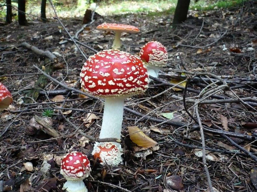 Czas na grzybobranie?