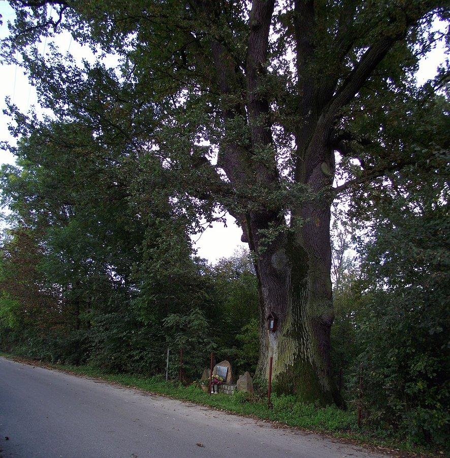 Górki - dąb - pomnik przyrody