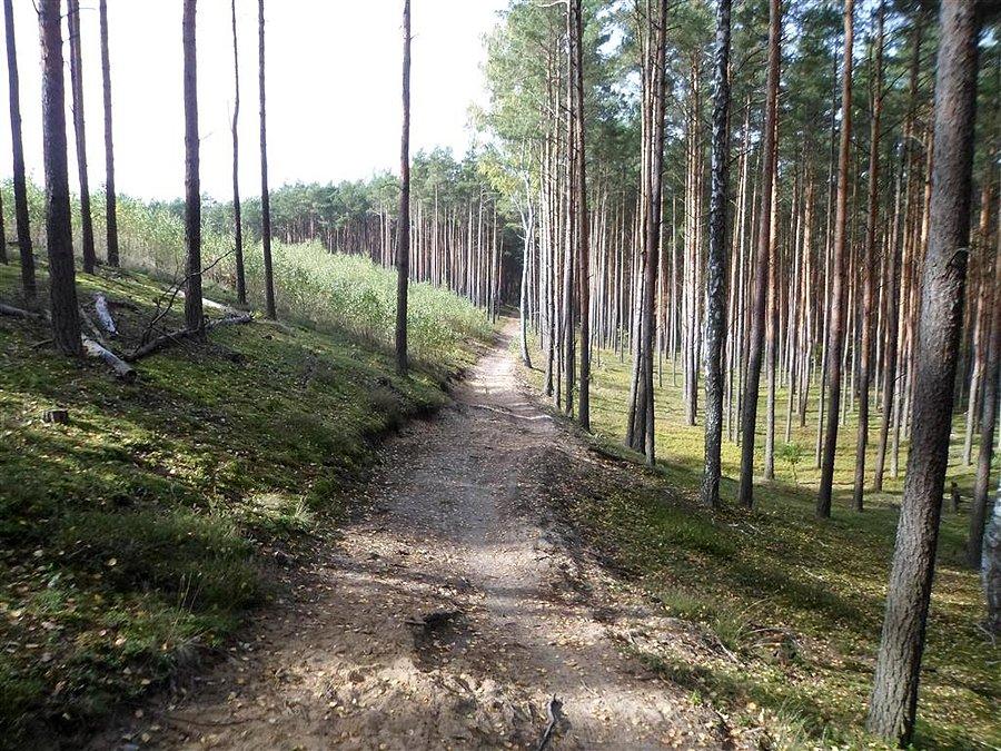 Żółty szlak Truskaw - Leszno