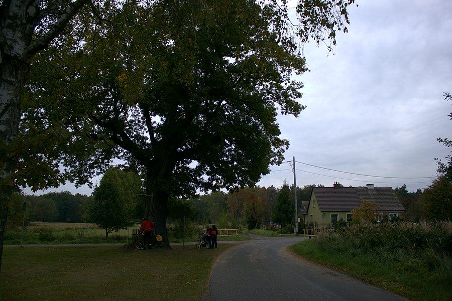 Dąb z instalacją odgromową