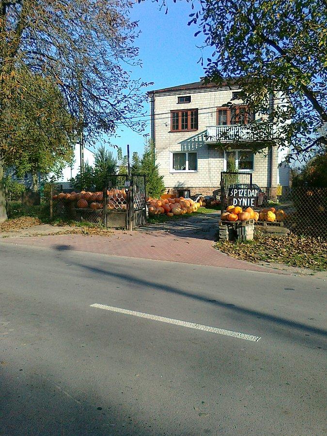 W Macierzyszu przybyły nowe dynie
