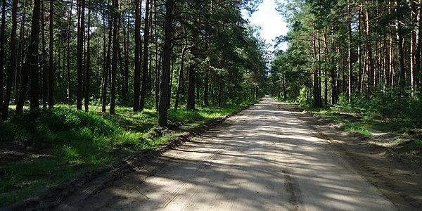 Leśna droga w okolicach Wólki Kościeniewickiej