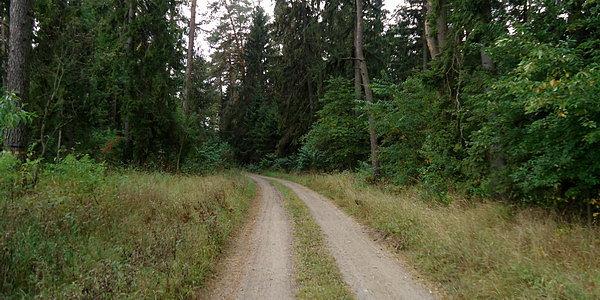 Przez las z Witowa przez Czechy Orlańskie do wsi Jelonka