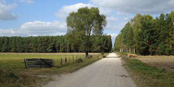 Żwirowa droga w stronę wsi Kościukowicze