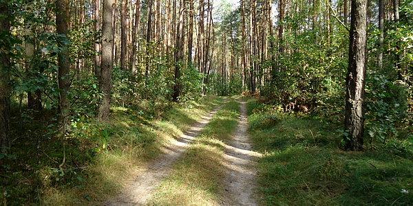 Sokule. Na skróty przez las do wsi Surmacze