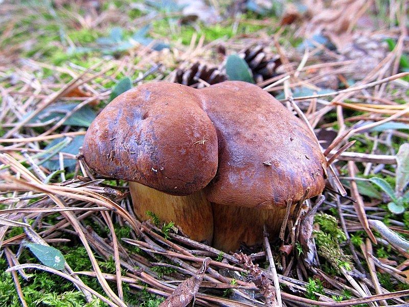 Podgrzybek brunatny vel czarny łepek