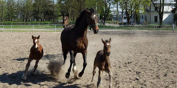 Stadnina Koni Janów Podlaski. Konie arabskie na wybiegu