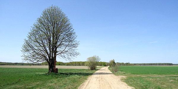 Droga z Hołodnicy do Janowa Podlaskiego