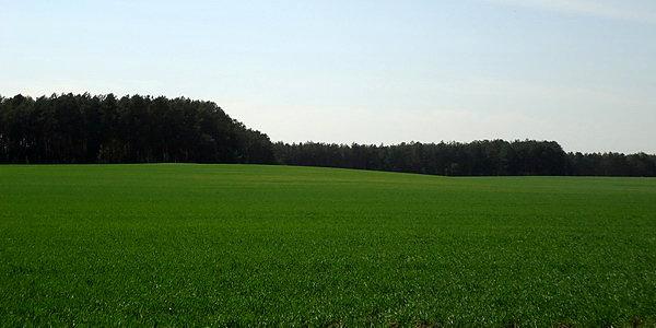 Pola w okolicy Janowa Podlaskiego