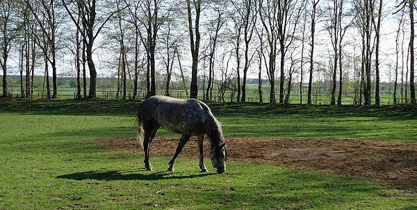 Stadnina Koni Janów Podlaski. Piękny koń arabski