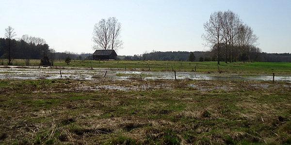 Podmokłe pola nad Bugiem w Wólce Nadbużnej