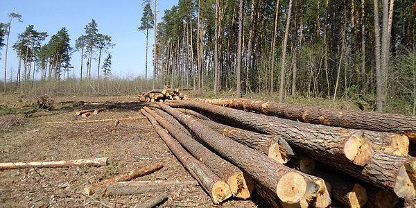 Wycinka drzew przy szkółce leśnej w Leśnictwie Serwin