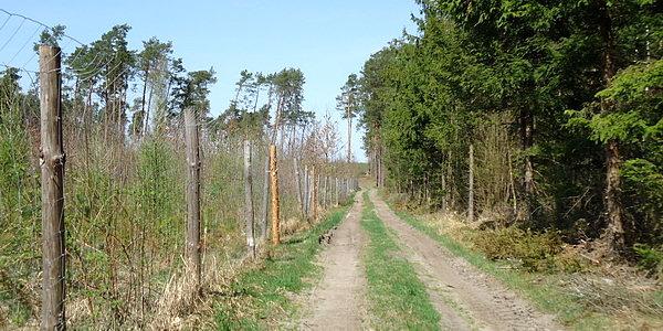 Szkółka leśna