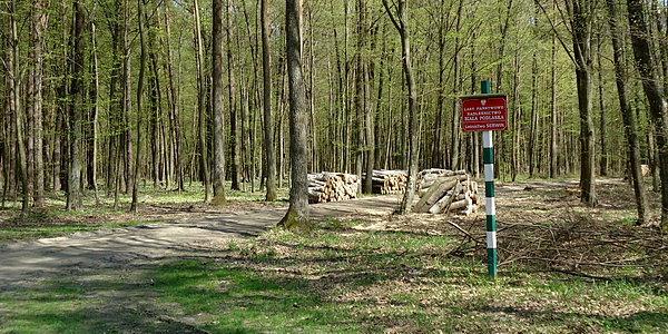 Leśnictwo Serwin Nadleśnictwo Biała Podlaska