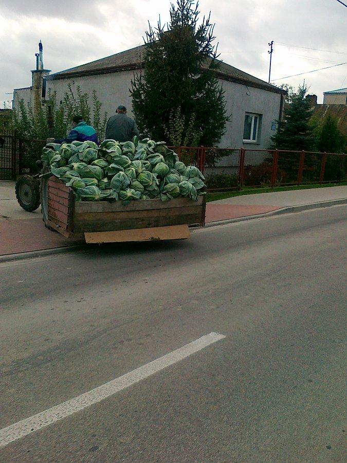 Kapusta już zjeżdża z pola