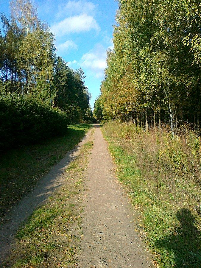 Las też już zmienia barwy