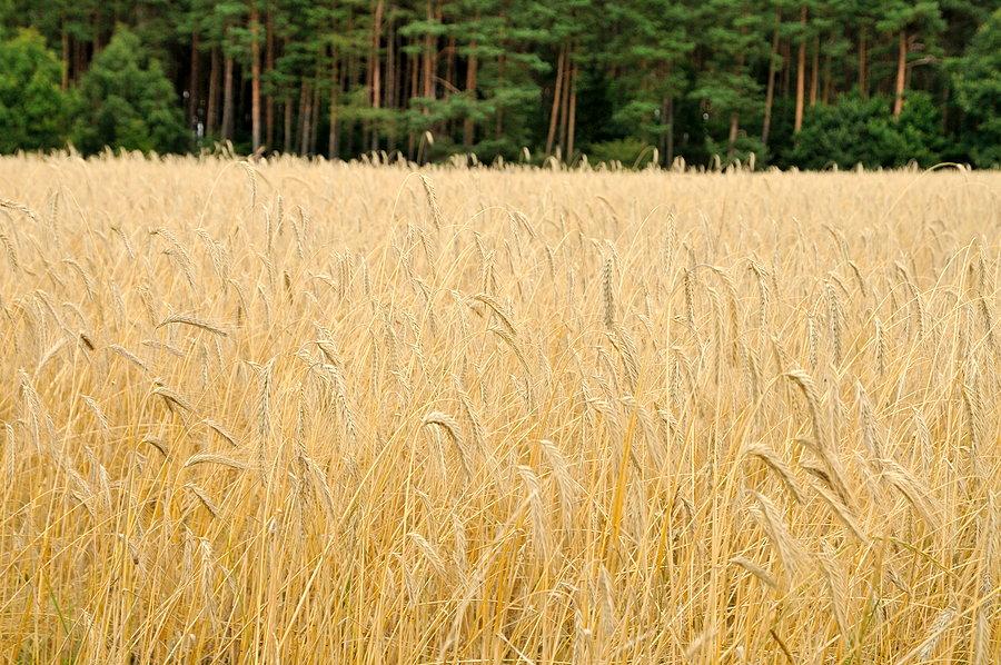 Zboże już gotowe do zbiorów