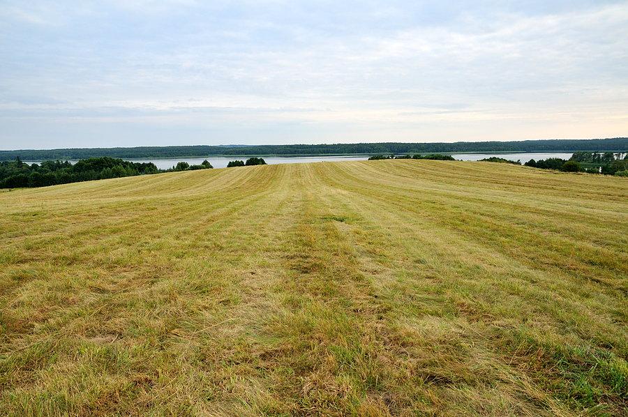 Pole koło Lubieszewa