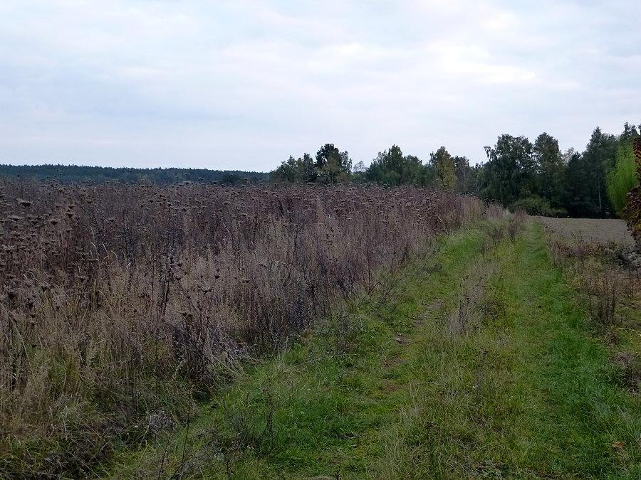 Lekko zapomniany szlak