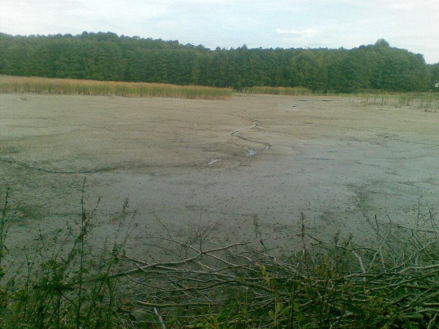 Staw Graniczny osuszony