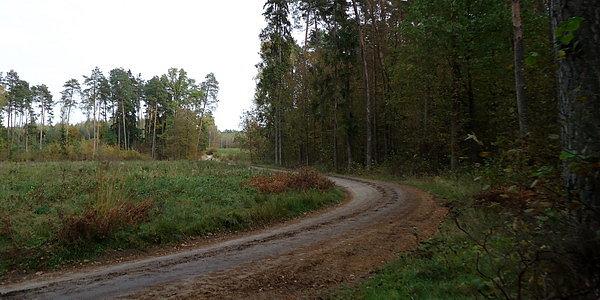 Trakt leśny
