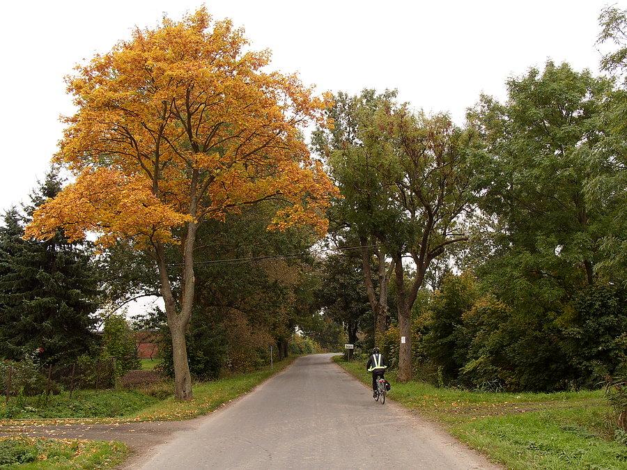 W Świerkach