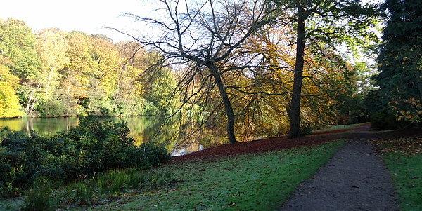 Aleja w Harewood Gardens