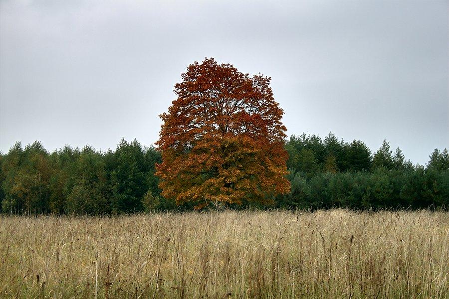 Jesienne widoki