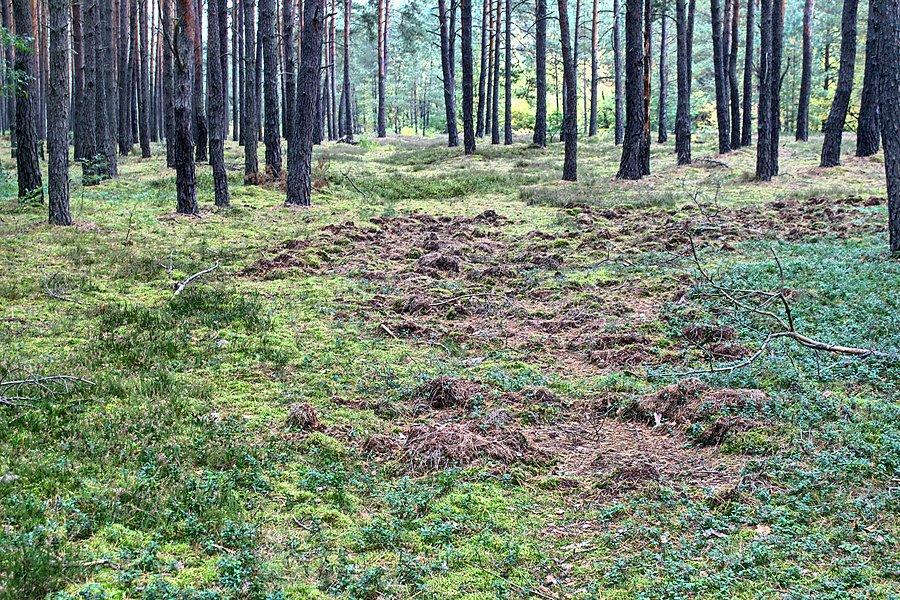 Dziki trochę rozryły aby pewnie mi dodatkowo urozmaicić :)