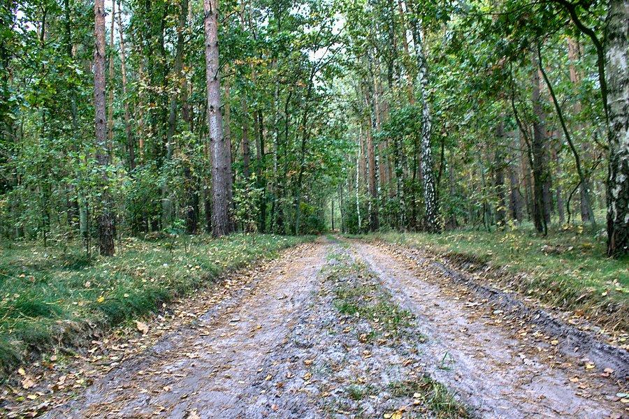 Droga leśna za kościołem w Kliniskach