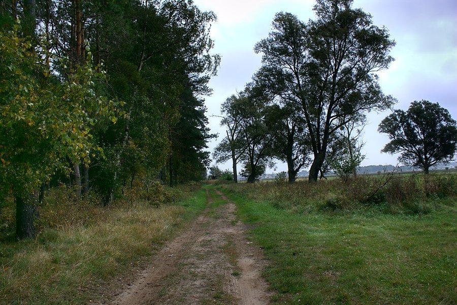 I dalej wzdłuż lasu polną drogą