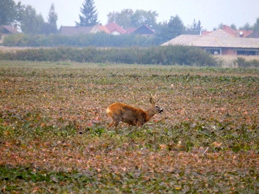 Sarna koło Sosnowego Wzgórza
