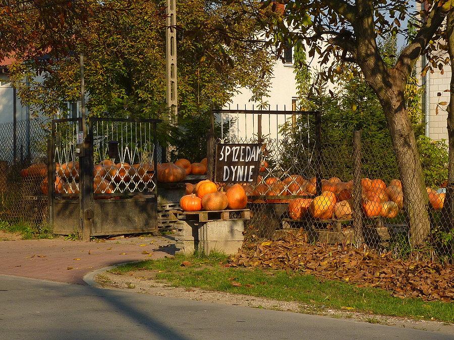 Sezon na dynie. Macierzysz pod Warszawą