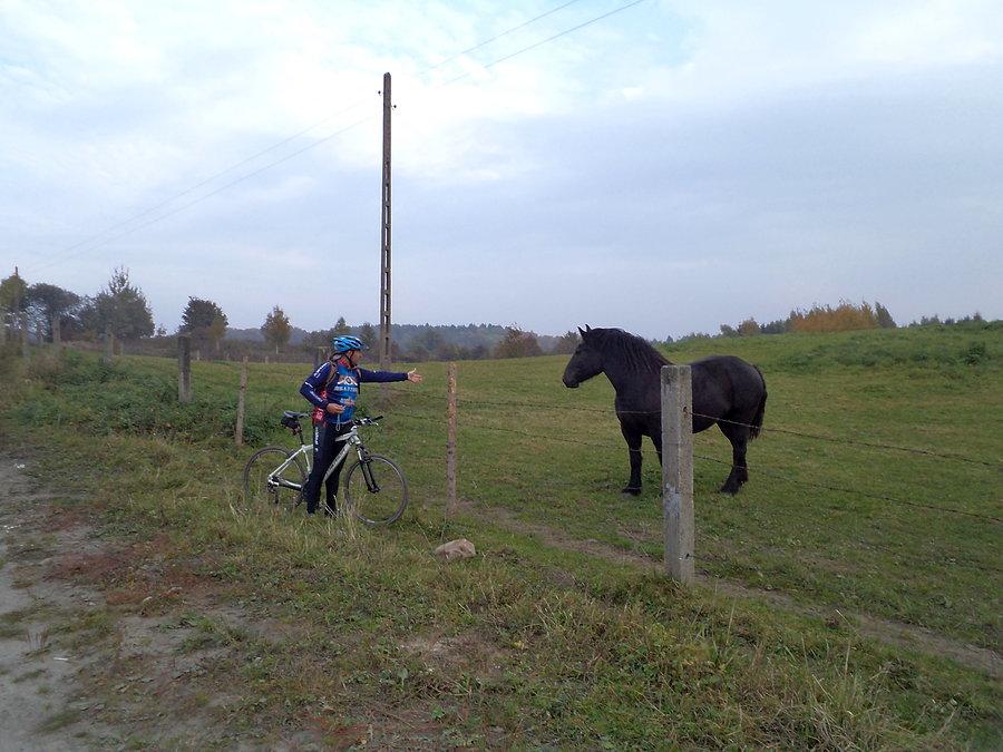 Nu, koń pogadzi - koń jaki jest każdy widzi,