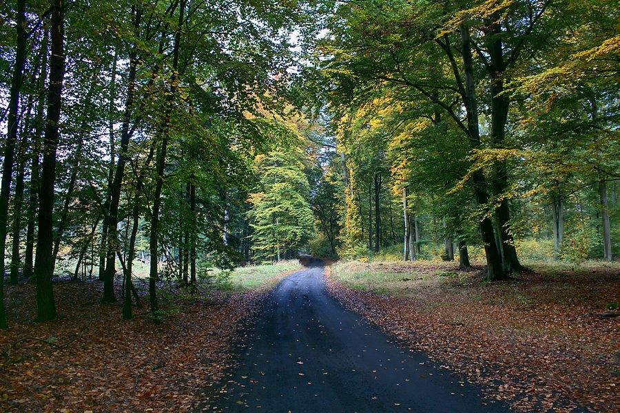 Leśna droga do Goleniowa
