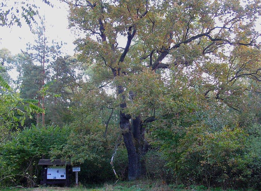 Dąb Powstańców 1863 r