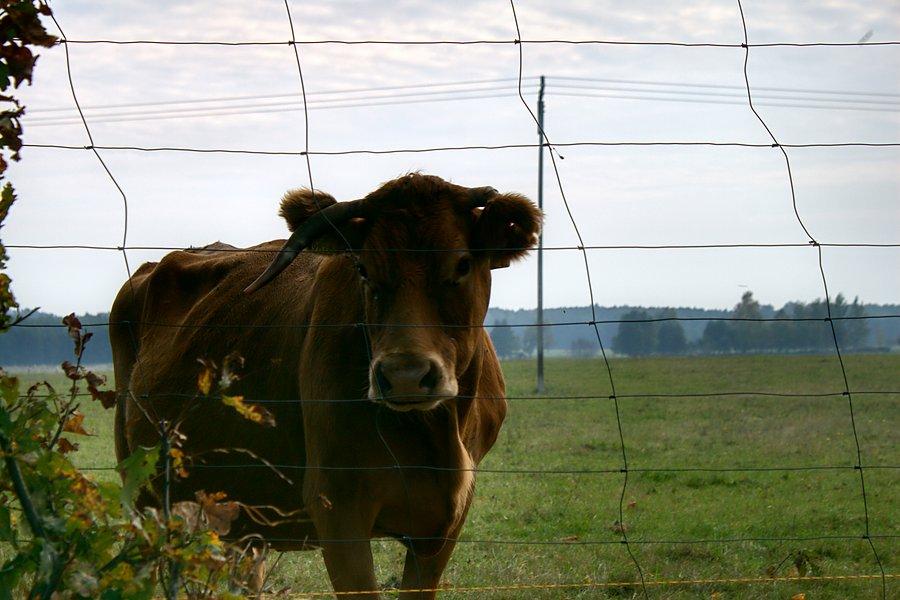 Bojowo nastwiona krowa, dobrze że za płotem :)