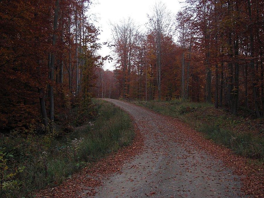 Podwieczorne bieganie leśna autostradą