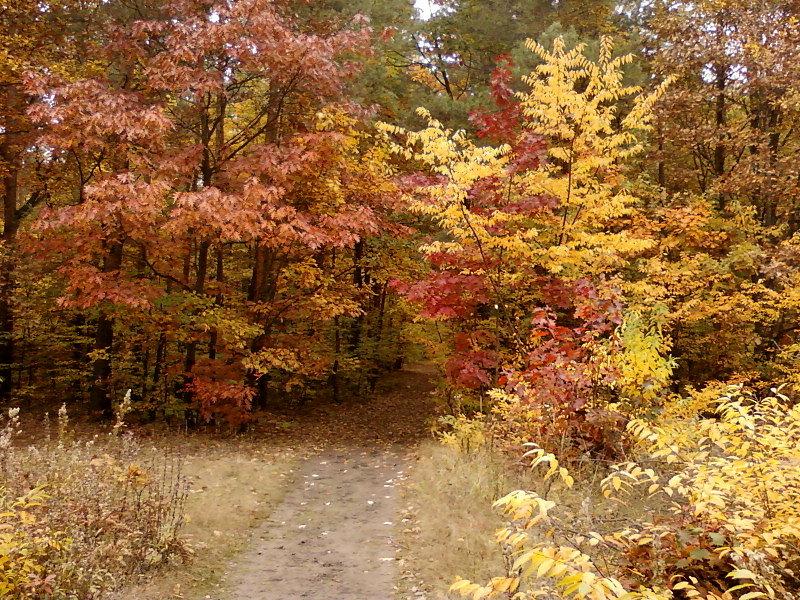 Las Okręglik