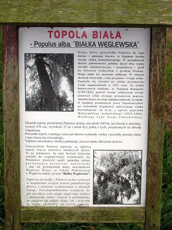 Tablica informacyjna nt węglewskiej topoli białej