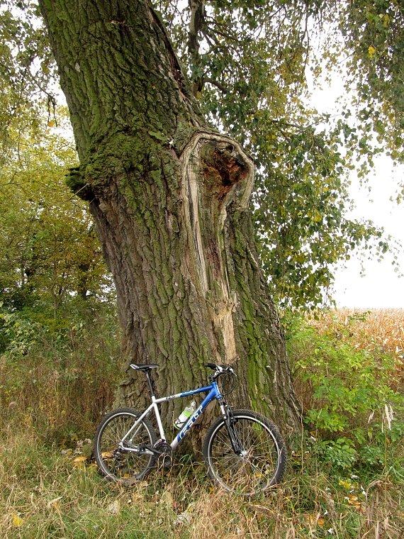 Okazała topola biała w Węglewie liczy już sobie prawie 200 lat i w obowodzie ma 470cm. Tubylcy zwą ją "Białką Węglewską"
