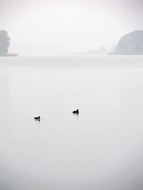 Żerujące kaczki w bezkresie szarej toni Jeziora Lednickiego