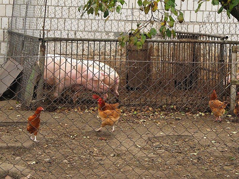 Tymczasem na gospodarstwie trwa walka o koryto